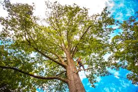 How Our Tree Care Process Works  in  Van Horn, TX