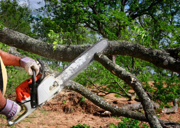 Lawn Pest Prevention in Van Horn, TX